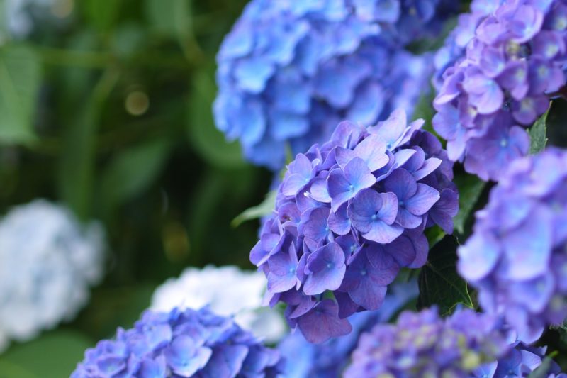 紫陽花