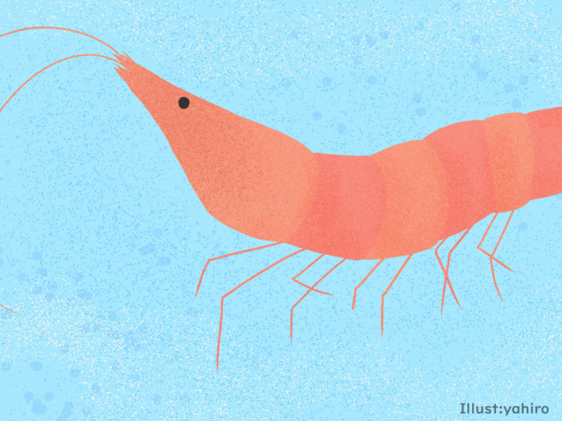 アスタキサンチンを摂取できる食べ物