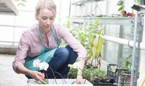 ビニールハウスで花の植え替えをしている女性