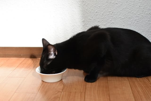 白いプラスティック皿でご飯を食べている猫