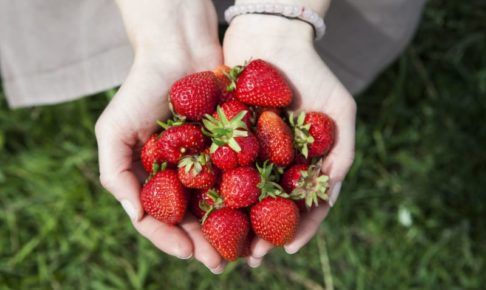 草むらのうえで両手に沢山の苺を持っている