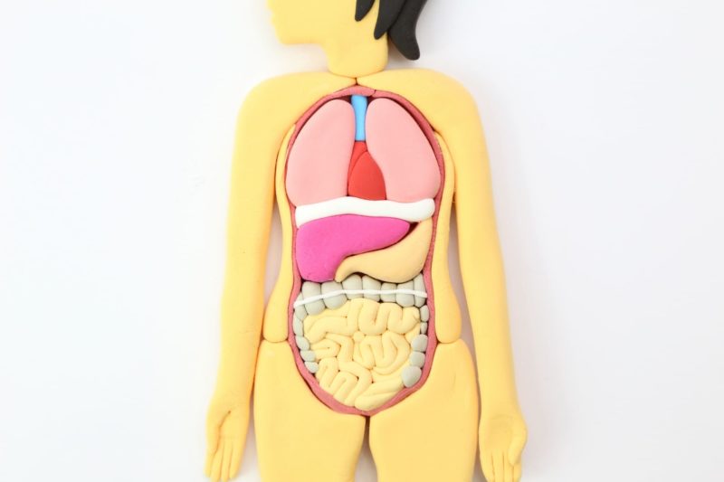 胃や腸などの消化器官の位置がわかる模型
