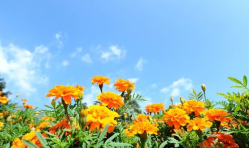 青空に映えるマリゴールド