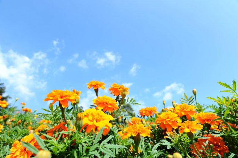 青空に映えるマリゴールド