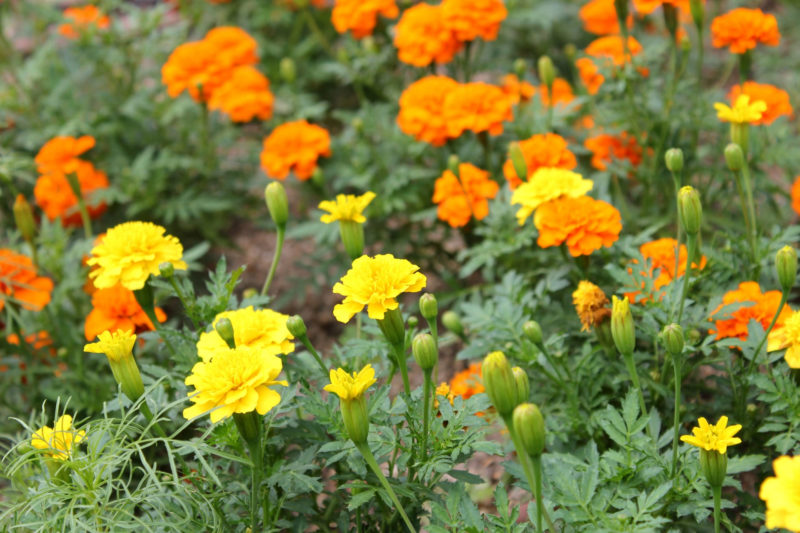 花壇に咲いている黄色とオレンジのマリーゴールド