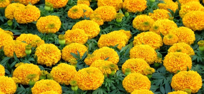 密集している黄色い丸いマリーゴールド