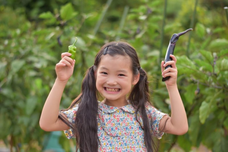 畑の中でナスとししとうを持ち笑う女児