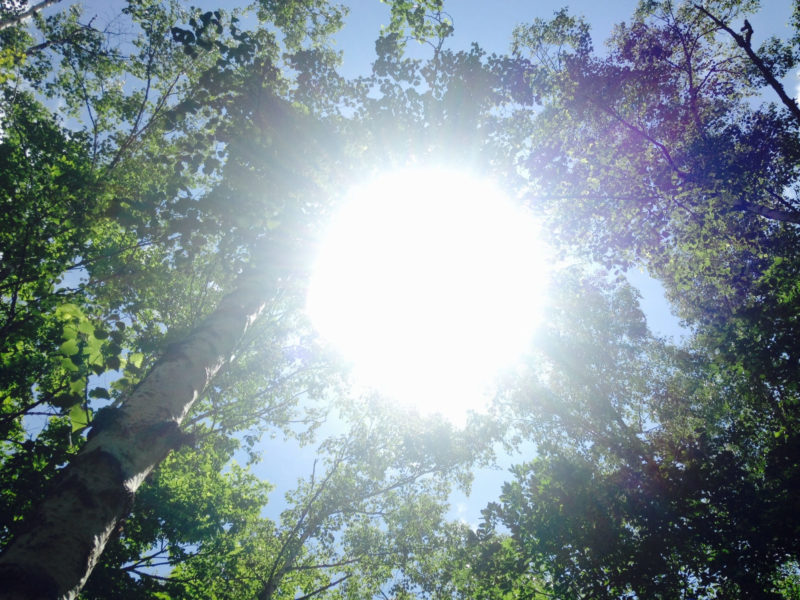 木々の間の眩しい太陽