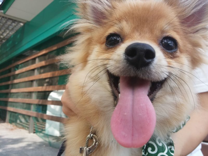 舌のトレーニングをする犬