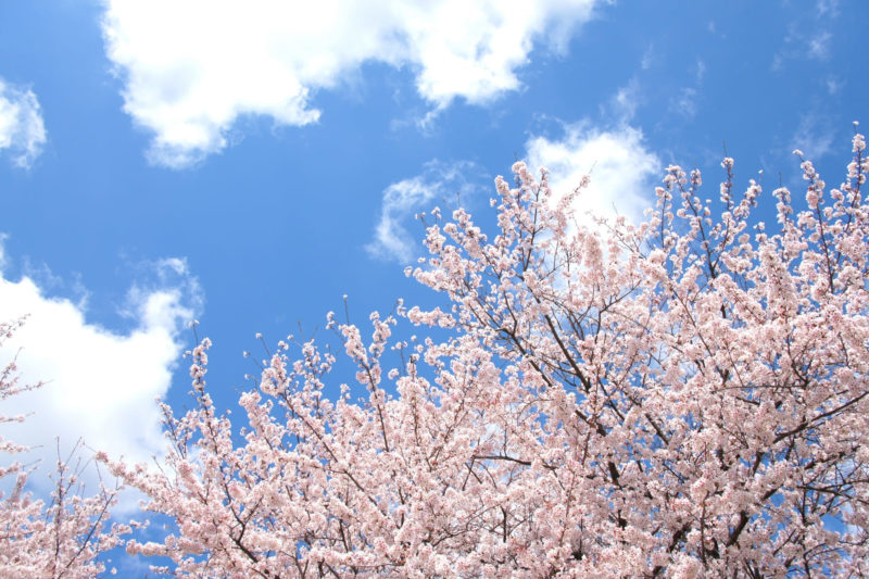 晴れた青空にきれいに咲いた桜の花たち