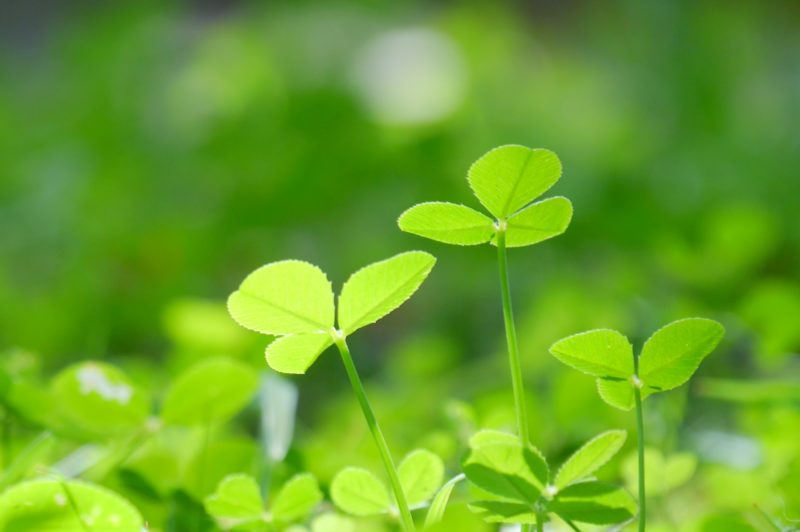 クローバーのイメージ写真