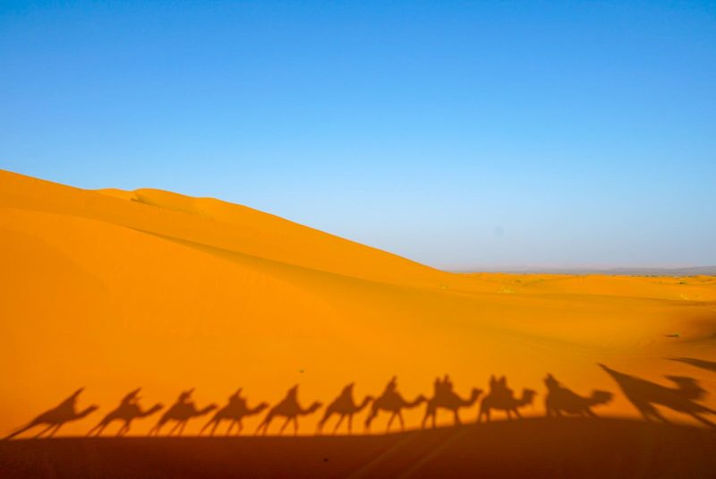 乾燥した砂漠を歩くラクダたち