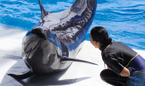 水族館でイルカショーの練習でイルカに話しかけているお姉さん