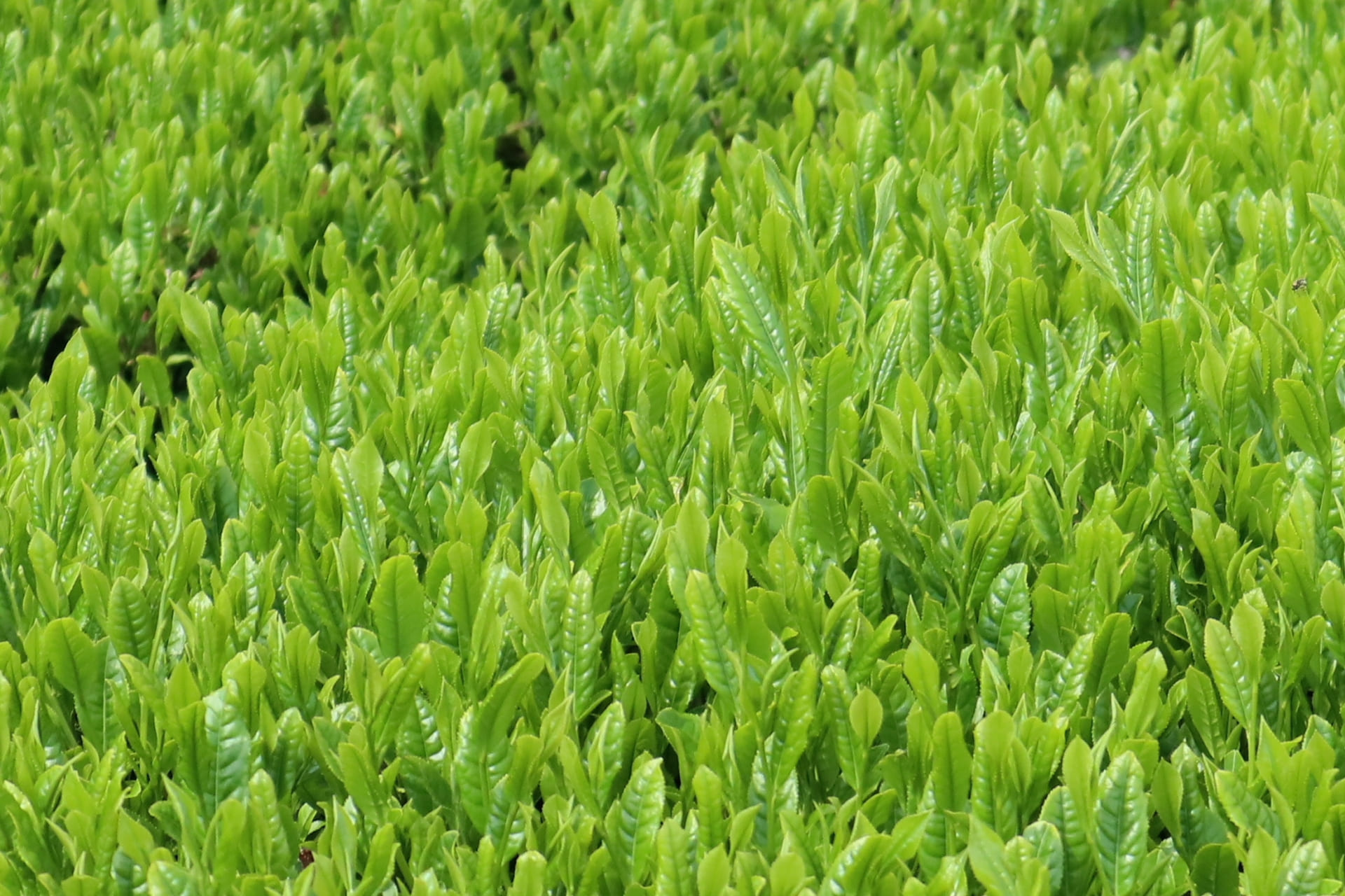 茶カテキンの説明に使用