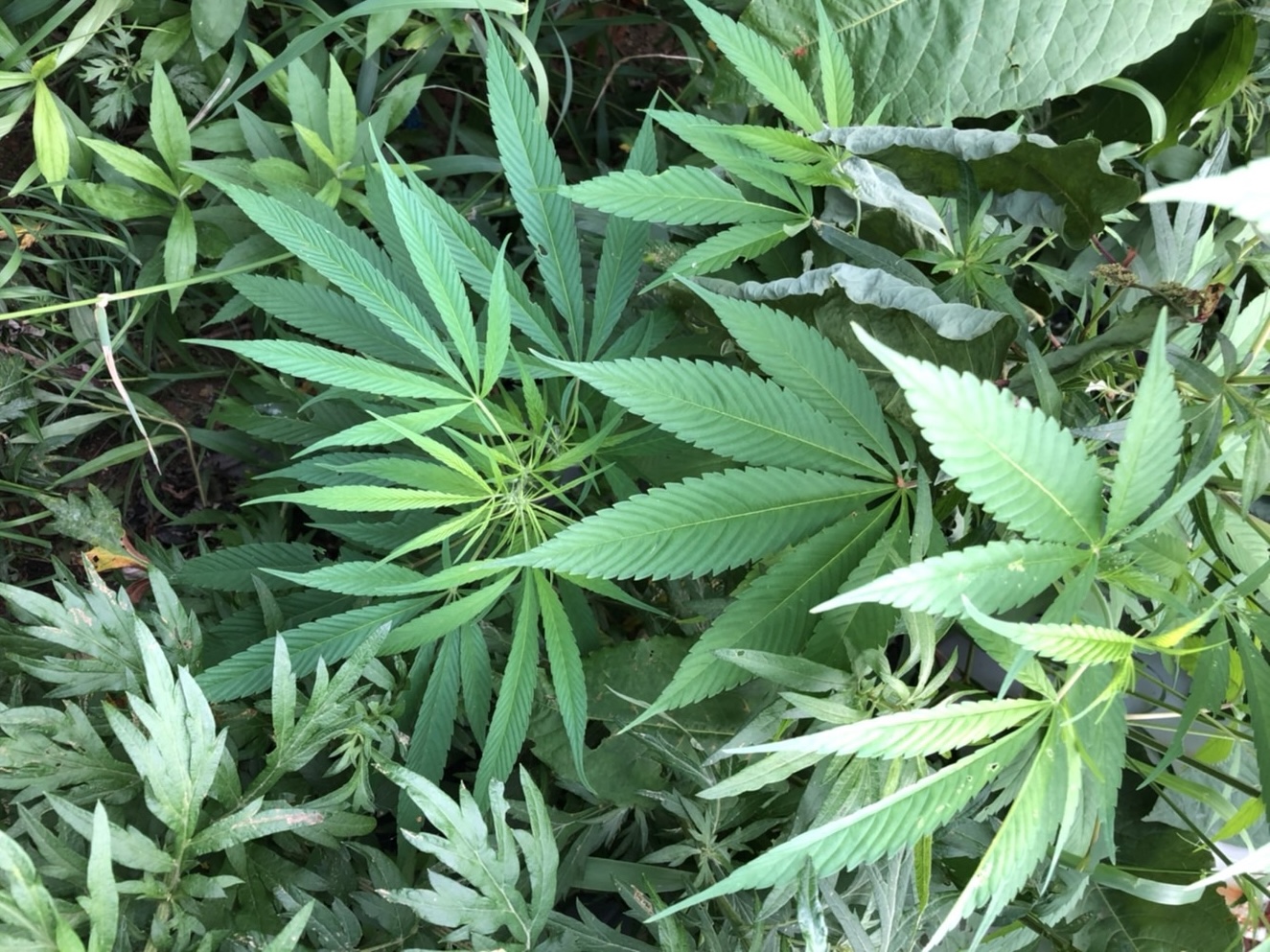 大麻の茎と葉が成熟している