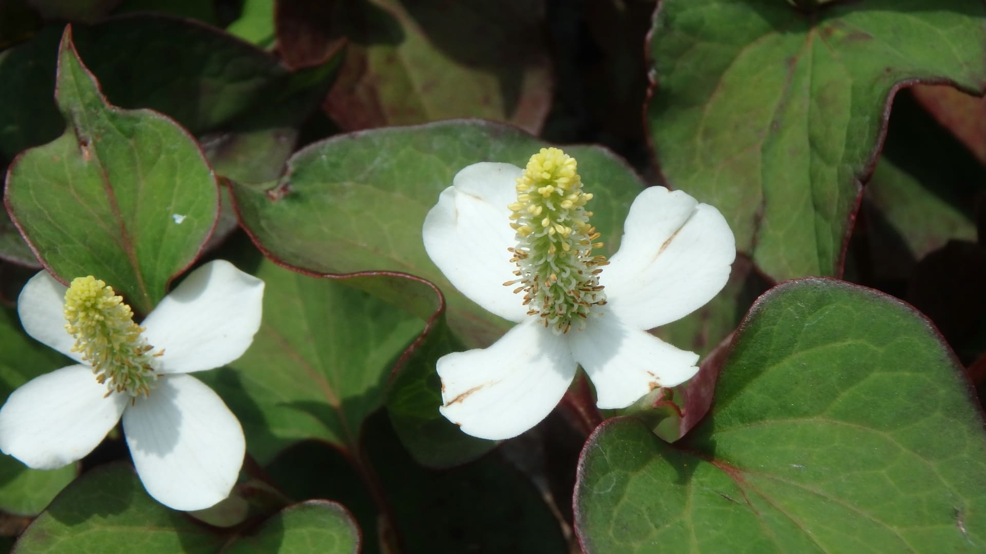ドクダミエキスの葉と花