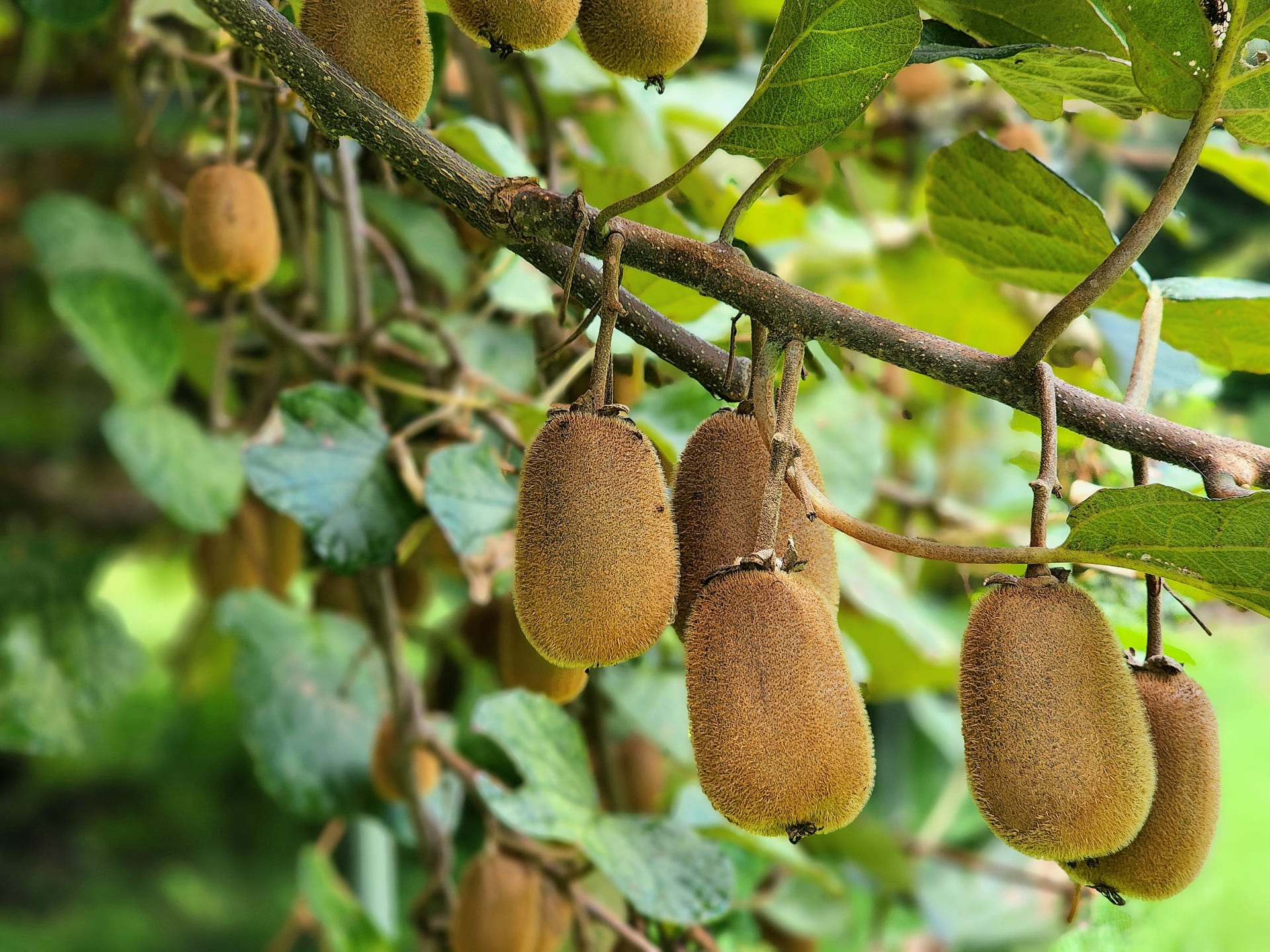 キウイエキスに使う画像