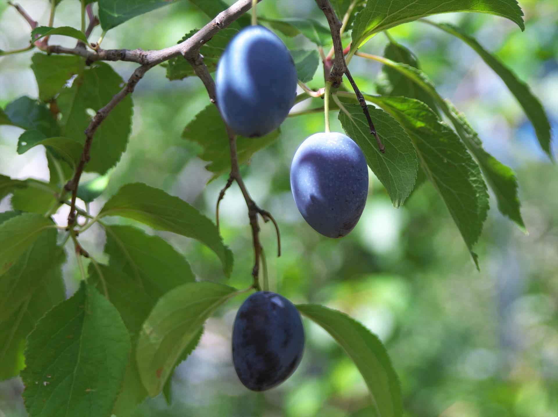 プルーン酵素分解物の説明の横に入れる
