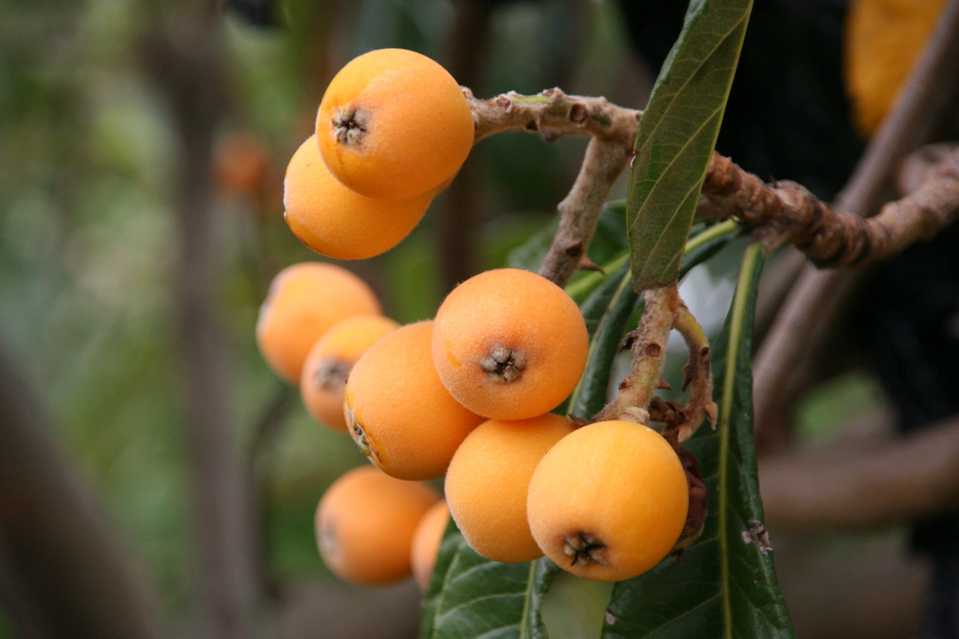 立派なビワと花が咲いている